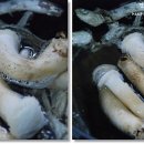 문용농장 이미지