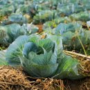 양배추 재배 사업 계획 : 종자에서 수확까지 성장하는 방법 이미지