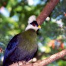 Re:투라코 TURACO 이미지