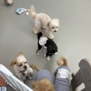 댓츠댕댕스쿨 이미지