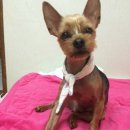 꽃개 하우스 이미지