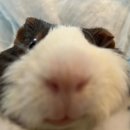 까사하나 | 숨고 도배장판 까사플랜 내돈내산 후기(+견적)