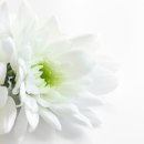 김효림