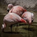 플라밍고 이미지