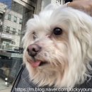 플란다스의개 사직점 이미지