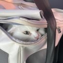 함께냥 본점 | 수원 오산 고양이 미용을 빠르게 하는 무마취 전문 함께냥 본점 솔직후기