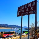 매화마을1 이미지