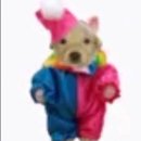 뉴아라스치로폴 | 나니와단시 콘서트 다녀왔다