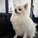 멍멍닷컴 이미지