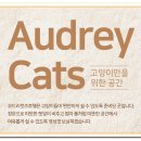 캣츠호텔 이미지