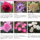 샤르망마카롱 | 오가와 히로시 '파티오 로즈' PATIOROSE