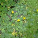 무궁화농장 이미지