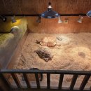 휘바핀란드위드플레이정글 이미지