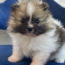 도그마루 고양이강아지 청주점 이미지