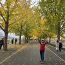 곡교천 은행나무길 이미지