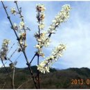 호랑이농장 이미지