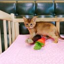 착한애견분양(원주점) 이미지