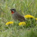 새들민박 이미지