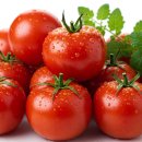 토마토 이미지