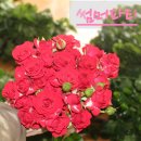 서상농장 | 하나농장)5월15일발송 ! 마감!!