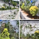 꽃담길 - 고성군 | 꽃담길