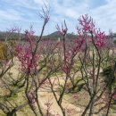 2025 섬 홍매화축제 이미지