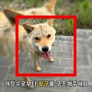 [공유] 진천 "개장수로부터 황구를 구조해주세요" (구조 완료)