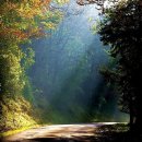 [도전 千曲 147] Evergreen tree - Cliff Richard / 춘수 이미지