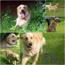 교배문의요. 골든리트리버. 이미지