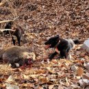 바보온달 이미지