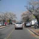 정읍 벚꽃 축제입니다... 이미지