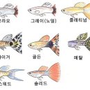 구피