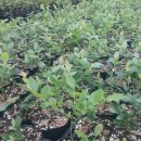 강산농장 이미지