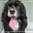 리라동물병원 이미지