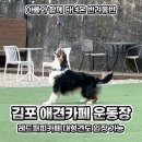 퍼피퍼피 | 김포 애견카페 운동장 레드퍼피 대형견 방문 후기