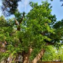 허난설헌생가터 이미지