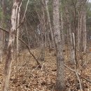 고인돌공원건너 | 沃川旅行(94): 안터마을 옥봉산(오봉산)