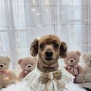 밀리아 펫살롱 이미지