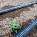 엘에프팜 이미지