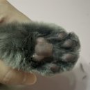 창원고양이미용 무냥무냥 이미지