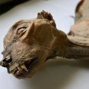 아프리카펫센터 이미지