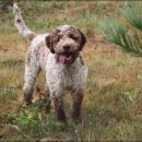 곱슬강아지 이미지