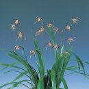 제주의 한란 이미지