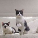 강릉참치 이미지