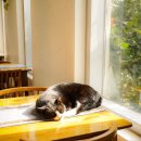 전기차충전소_의귀교회 | 🍊🌿🐈⬛🐈‍☕️️ 덴드리라는 카페는 도대체 어떤 곳이길래.. 군인이 휴가를 써서 카페를 가기 위해 제주도를...