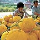 정상순농장 중앙일보