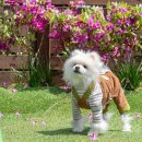 남해댕댕이 애견펜션 블루 이미지