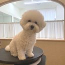 댕댕포유 이미지