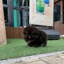 디디에퍼피 이미지