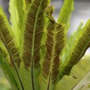 제주 삼도파초일엽 자생지 이미지